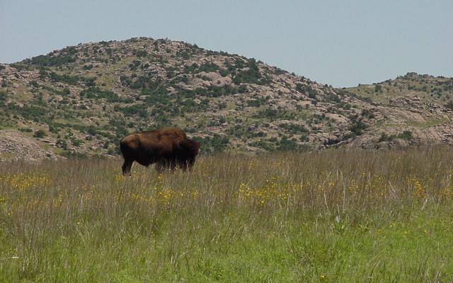 Wichita Mountains /bison